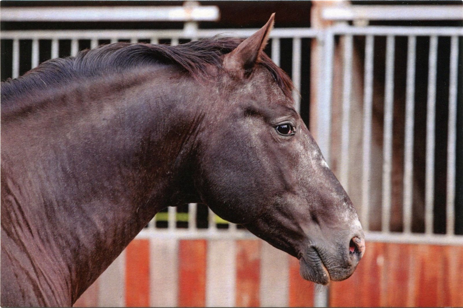 Pohlednice Ponynka.cz - série koně - Appaloosa (4/2018)